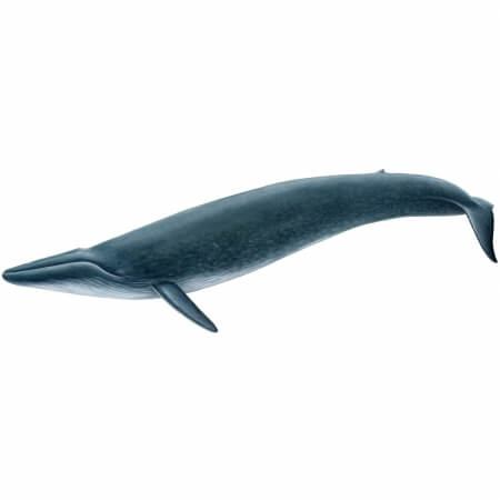 Blue-Whale