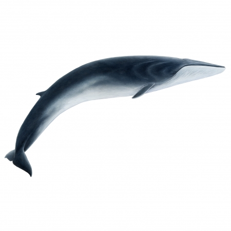 Fin-Whale