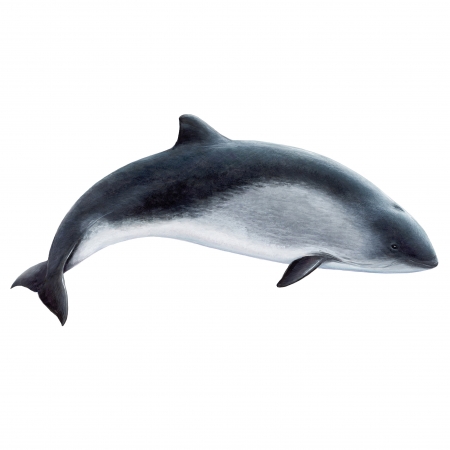 Harbour-Porpoise