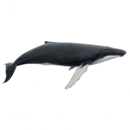 Humpback-Whale