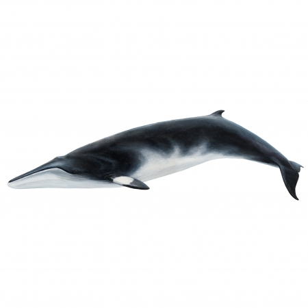 Minke-Whale