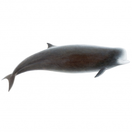 Northern-Bottlenose-Whale
