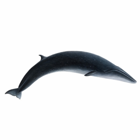 Sei-Whale