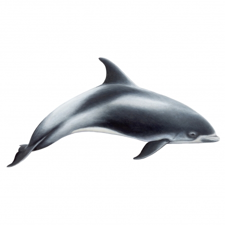 White-Beaked-Dolphin-e1446567016767