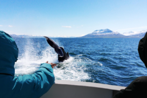 Reykjavik_Whale_Watching_Ambassador