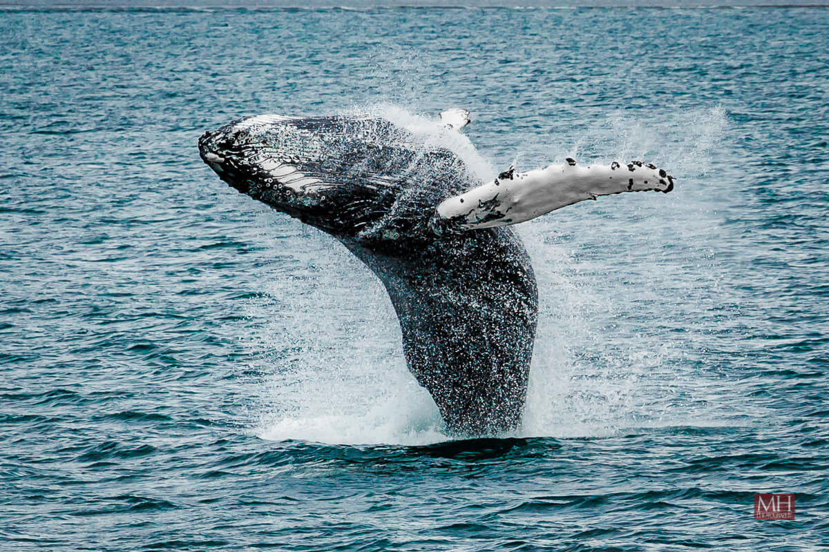 Reykjavik Whale Watching Tour | ambassador.is