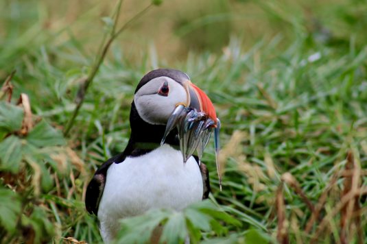 feeding-puffin