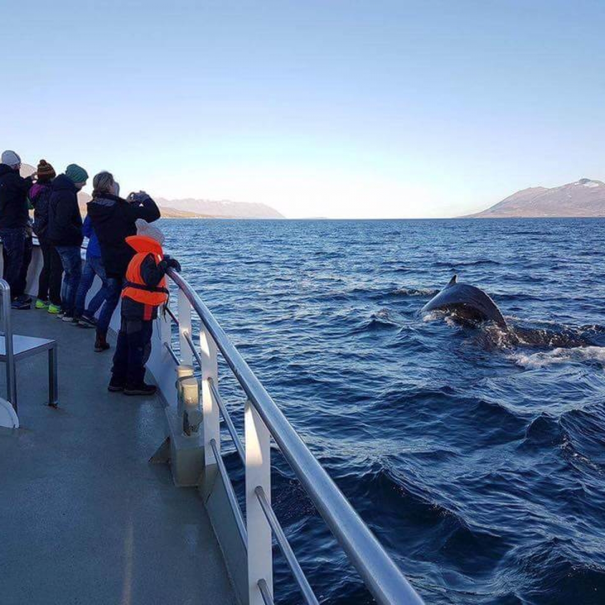 Akureyri Whale Watching Tour | ambassador.is